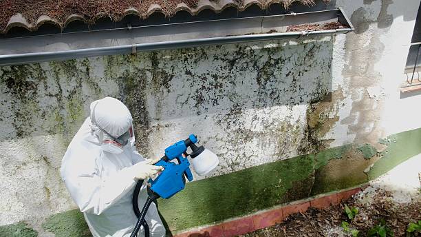 Trusted Mold Inspection service in Passaic, NJ - Cheap Mold Removal